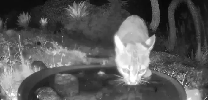 Esta mujer puso una fuente de agua con una cámara en su jardín, y aquí tienes 30 fotos de quienes la visitan regularmente