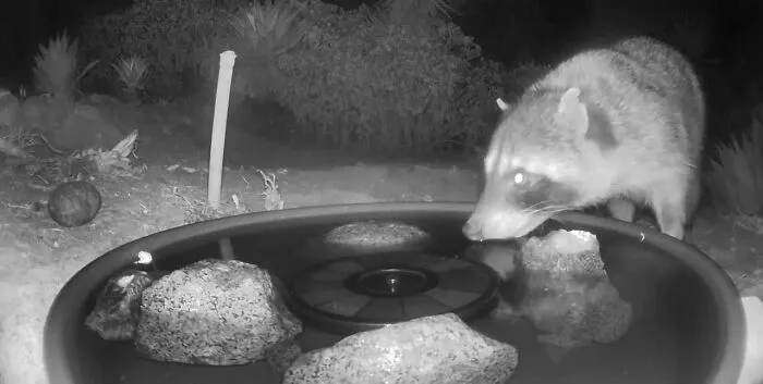 Woman Put A Water Fountain With A Camera In Her Yard, Here Are 30 Photos Of Regular Visitors