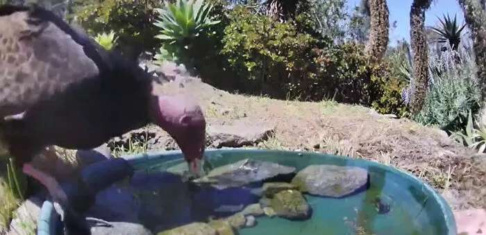 Woman Put A Water Fountain With A Camera In Her Yard, Here Are 30 Photos Of Regular Visitors