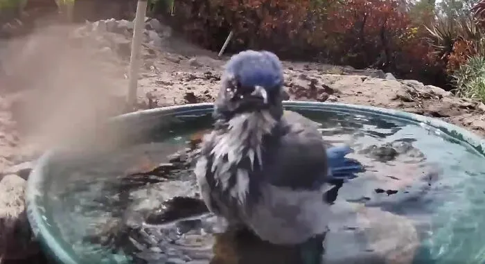 Woman Put A Water Fountain With A Camera In Her Yard, Here Are 30 Photos Of Regular Visitors
