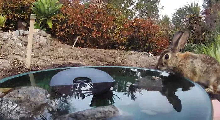 Esta mujer puso una fuente de agua con una cámara en su jardín, y aquí tienes 30 fotos de quienes la visitan regularmente
