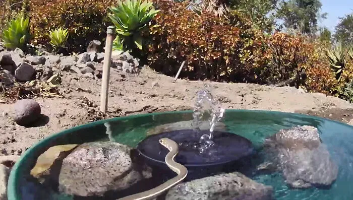 Esta mujer puso una fuente de agua con una cámara en su jardín, y aquí tienes 30 fotos de quienes la visitan regularmente