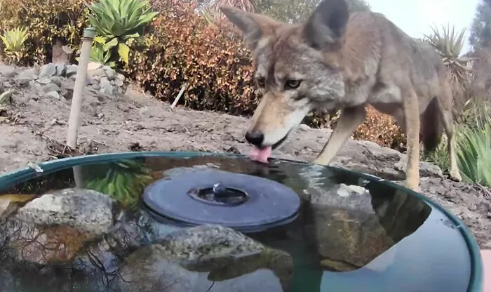 Esta mujer puso una fuente de agua con una cámara en su jardín, y aquí tienes 30 fotos de quienes la visitan regularmente