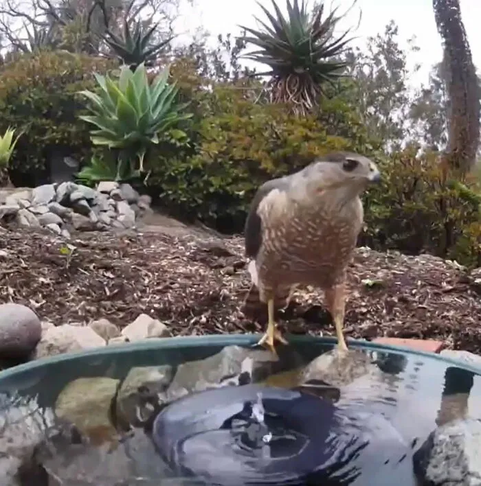 Esta mujer puso una fuente de agua con una cámara en su jardín, y aquí tienes 30 fotos de quienes la visitan regularmente