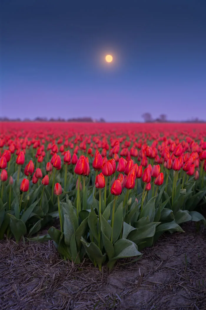 Full Moon