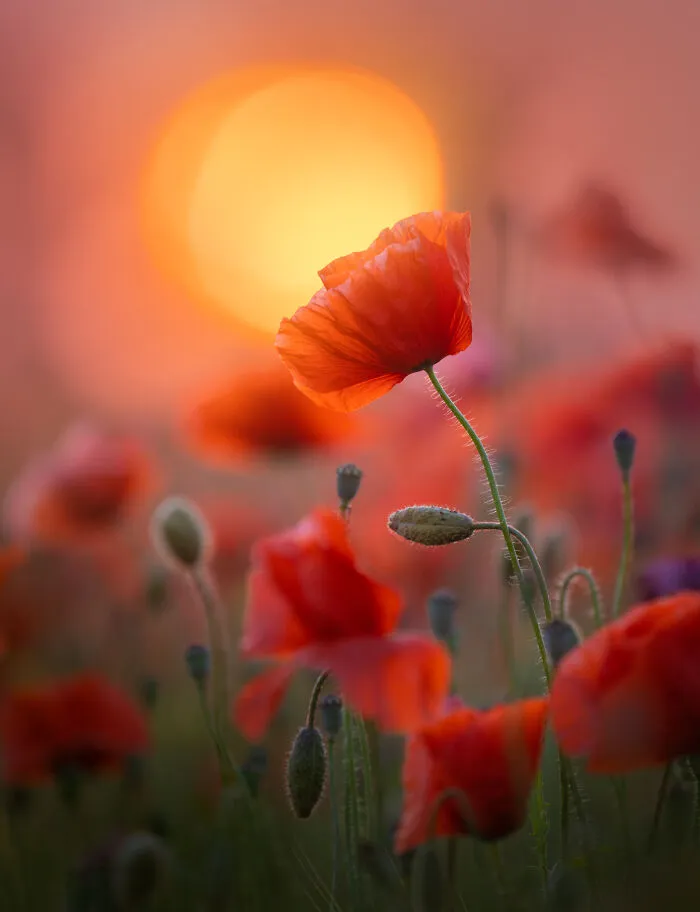 Poppy