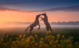 Spring In The Netherlands Is Magical, Here Are My 30 Photos To Prove It