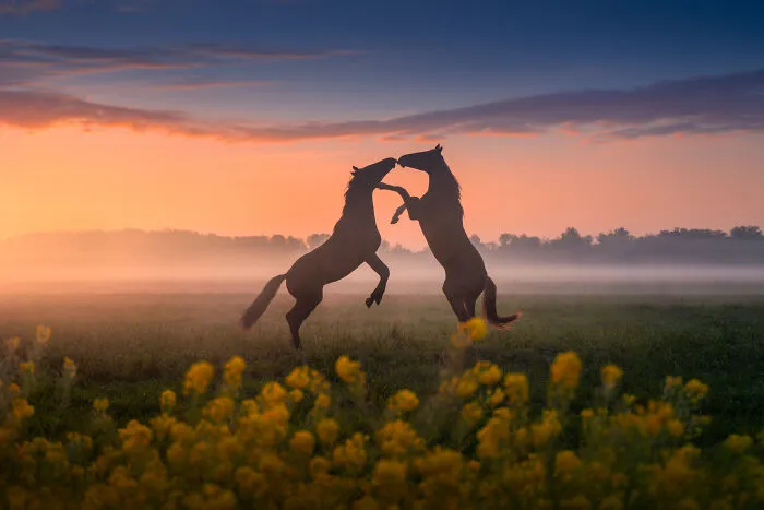 Horse Kiss