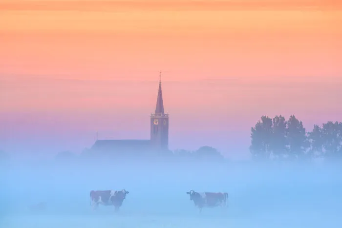 Cow Family