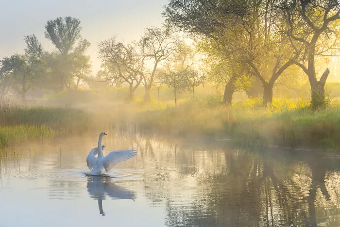 Swan Dream