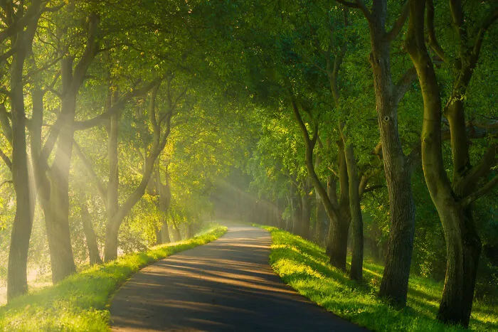 Green Path