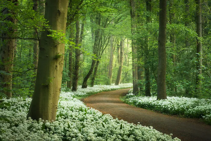 Garlic Road