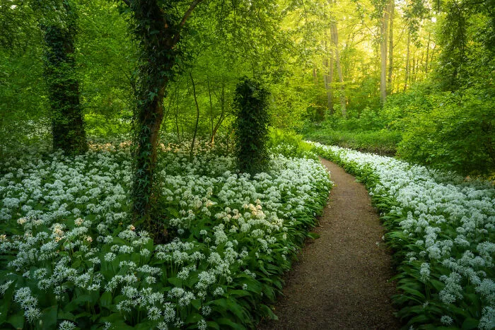 Dutch Jungle