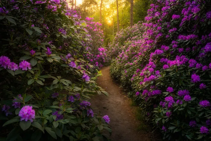 Pink Forest