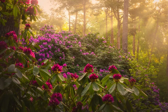 Rhododendron Dream