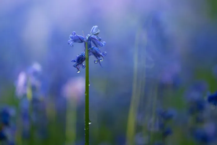 Macro Bell