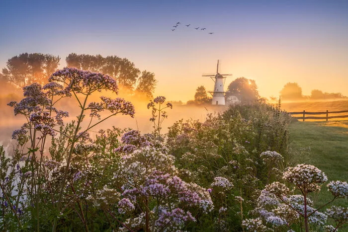 Dutch Fairytale