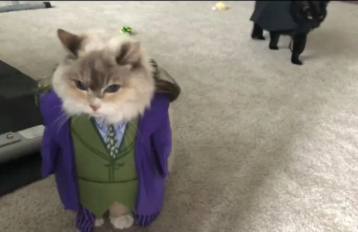 An Unenthusiastic Joker And Batman