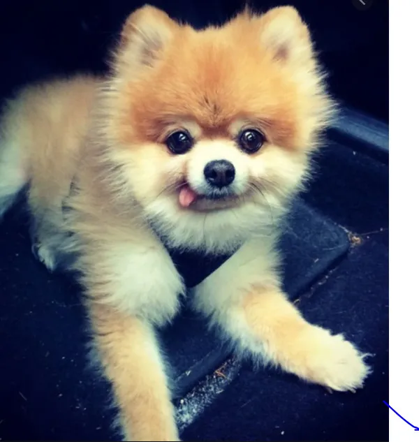 My Dog