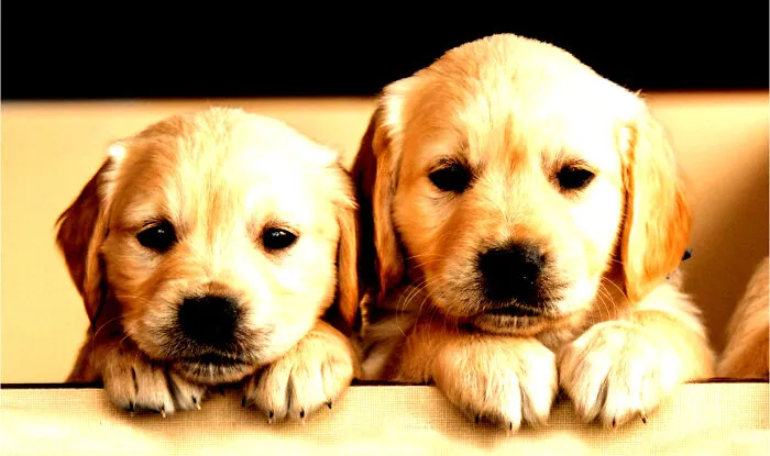 Made More Sunlight Because Thses Two Pups Are Pure Gold Cutness
