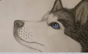 Hey Pandas, Draw Your Pet (Closed)
