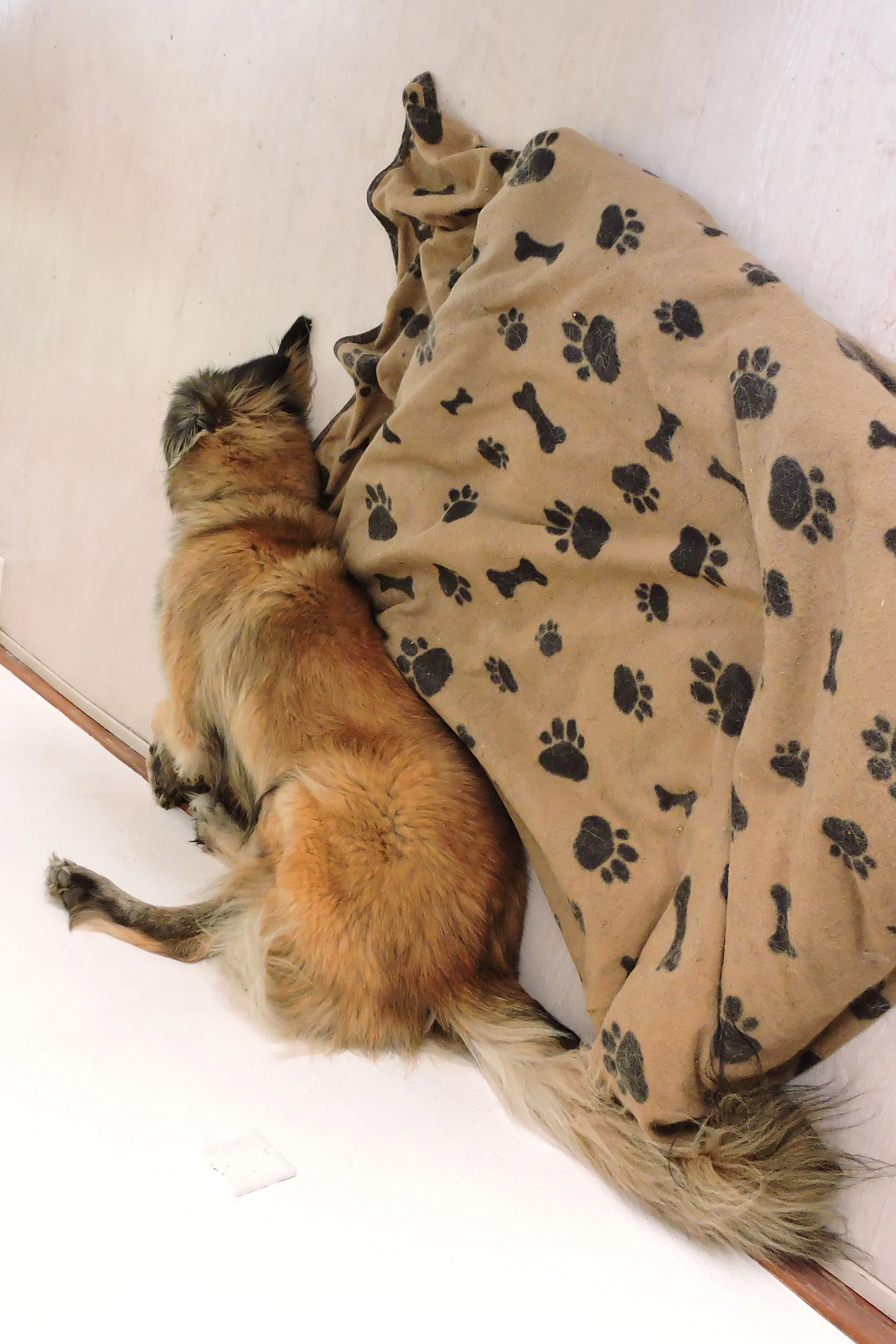 I Like How My Dog Shows His Dreams