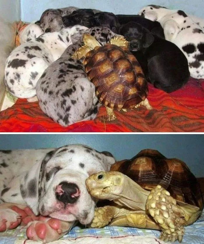 50 "Important Animal Images" To Put A Smile On Your Face (New Pics)