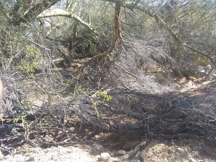 Just Brush And Trees...
