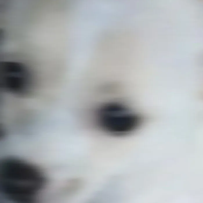 This Confuzzled Doggo