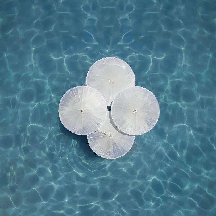 Water Lily
