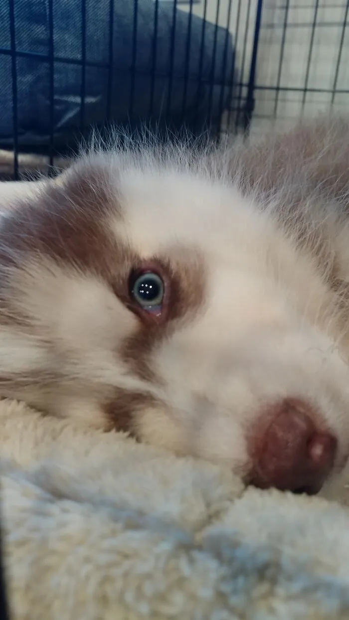 I Woke Up Like Dis.