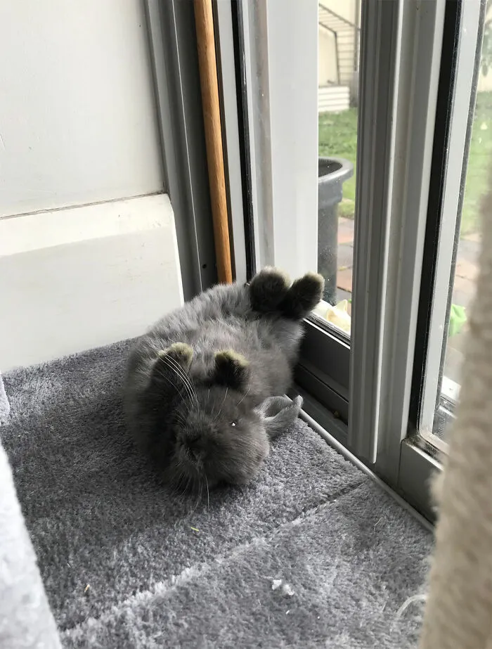 Hey Pandas, Who Has The Funniest Pet?