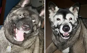 He Was A Good Boy