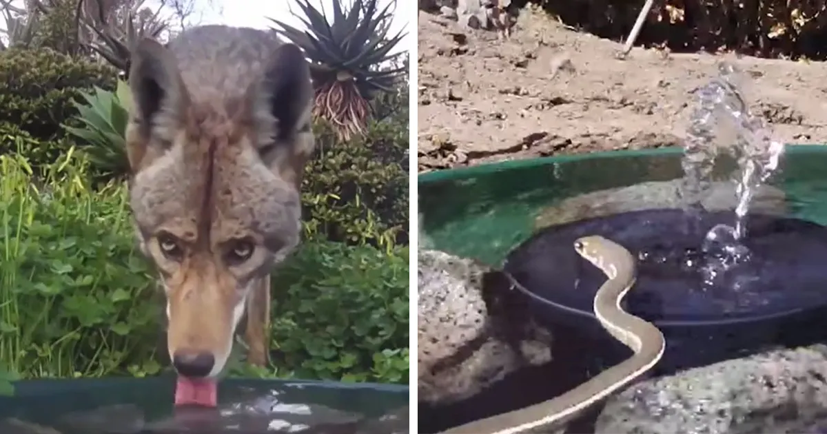 Esta mujer puso una fuente de agua con una cámara en su jardín, y aquí tienes 30 fotos de quienes la visitan regularmente