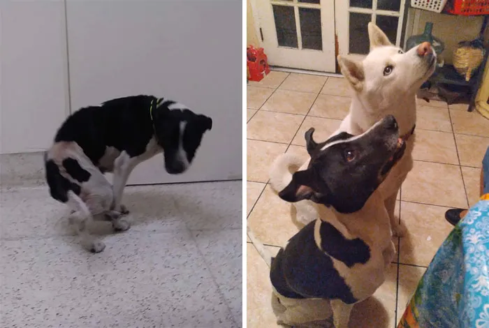 Went From Crouching In Fear From Anyone Raising There Voice To Shamelessly Begging For Treats In Less Than A Year