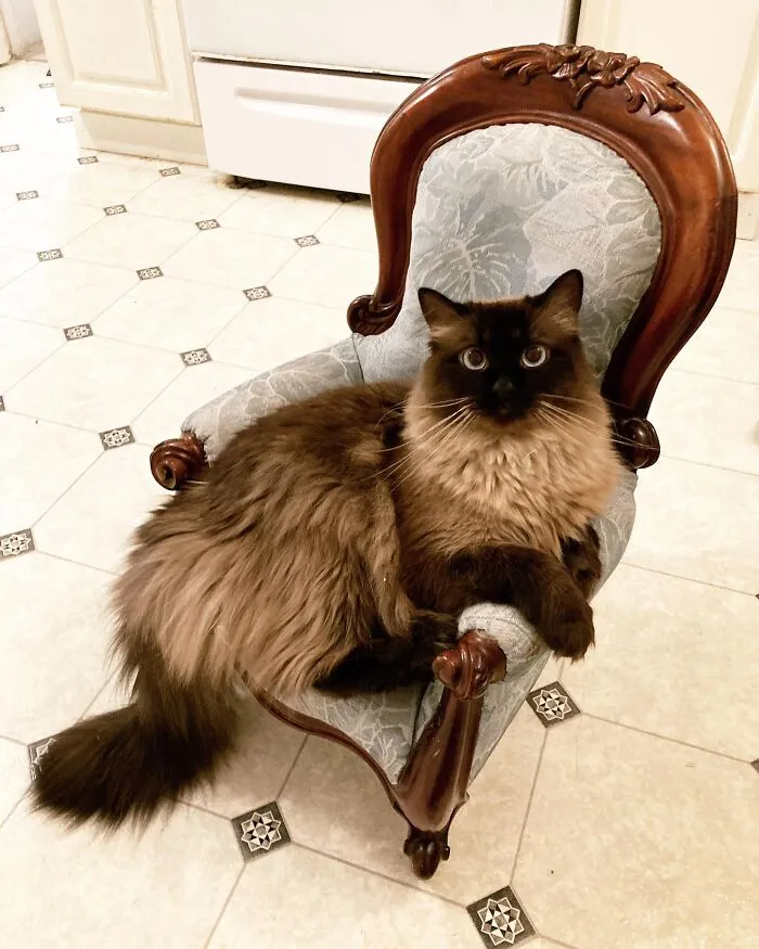 I Found This Fantastic Antique Salesman’s Sample Chair Off Of Facebook Marketplace A Few Months Back. I Knew What I Needed To Do