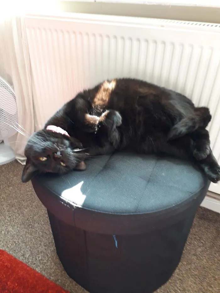 Post Catnip