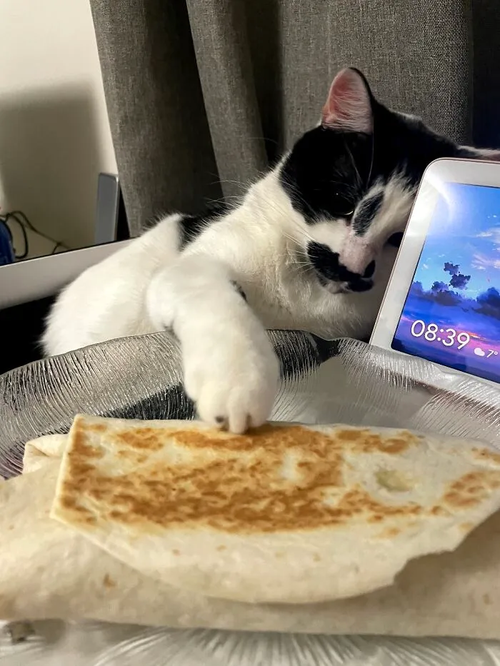 Moomoo: Mine! 🐱
