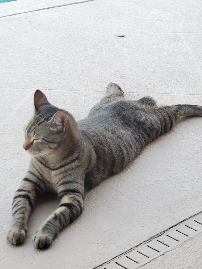 Catxhin