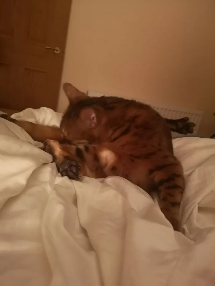 Error Downloading Cat