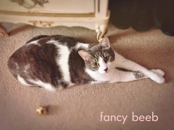 Sometimes I Feel Like My Cat Gets Possessed By A Little Dapper Gentleman