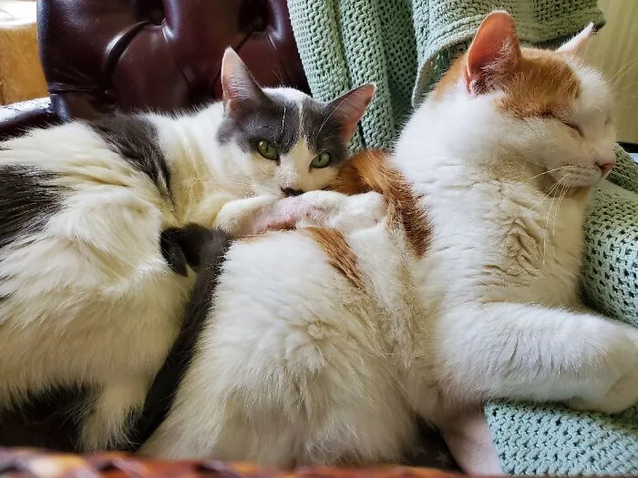 Kirby And Moose