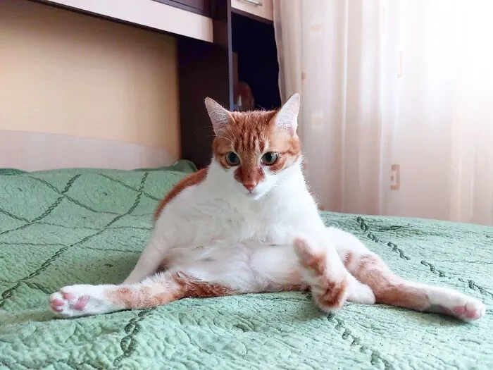 Bacon The Melted Cat