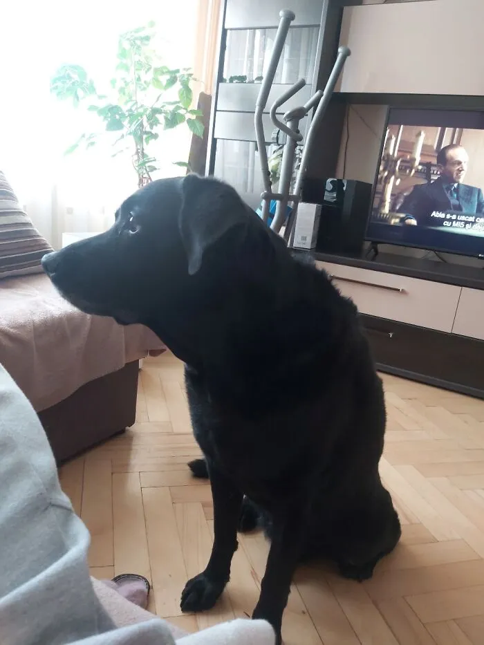Zorro, Hypnotized By The Mighty, Holy Pretzel