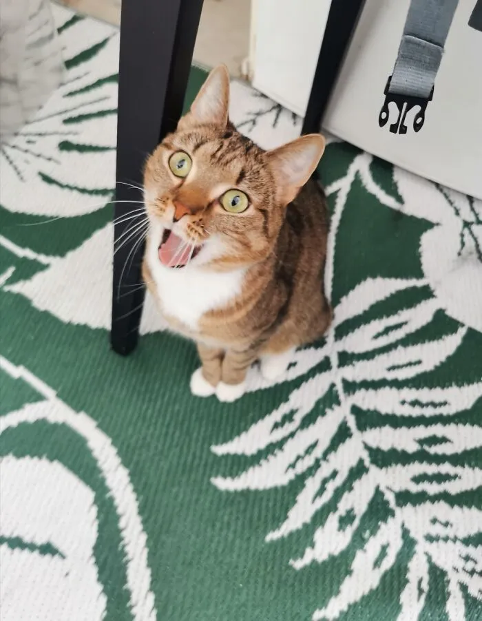 Beginning A Yawn