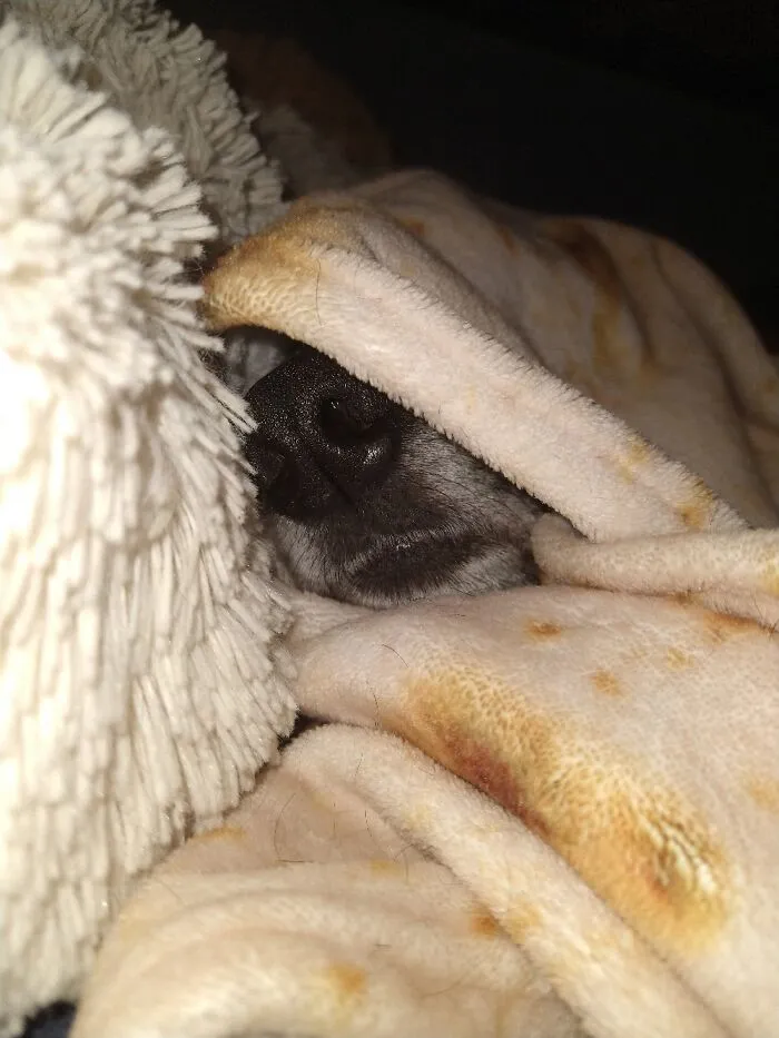 Tortilla Dog