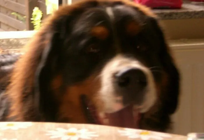 My Dog!