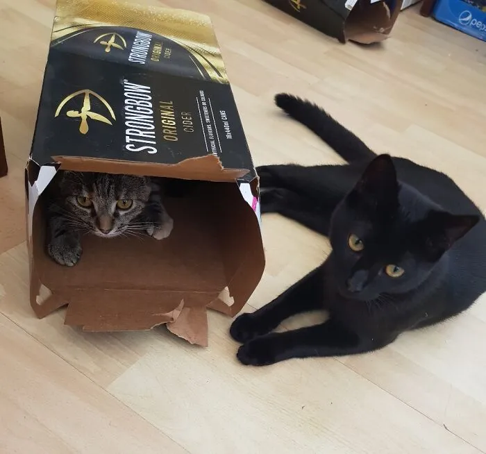 Another Day, Another Uncomfortable Looking Box To Enjoy ...
