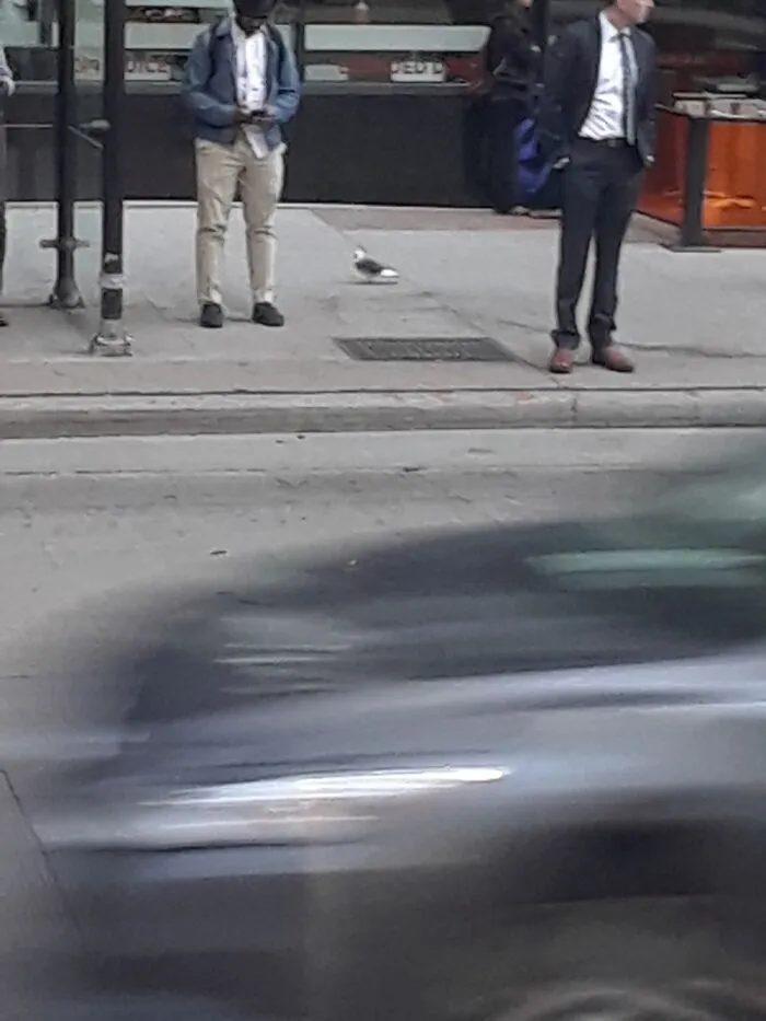 #10 Is The First Photo I Took In Chicago...was Of A Pigeon. I'm Weird...