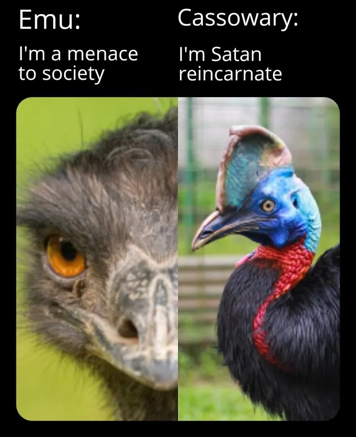 Cassowaries Are Literal Demons